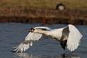 Mute swan in flight - E